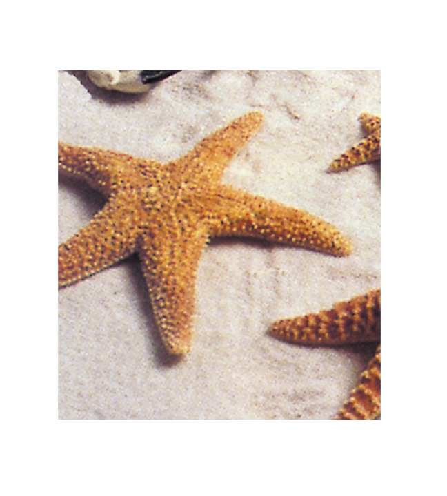 Pacific Starfish 6"-8"